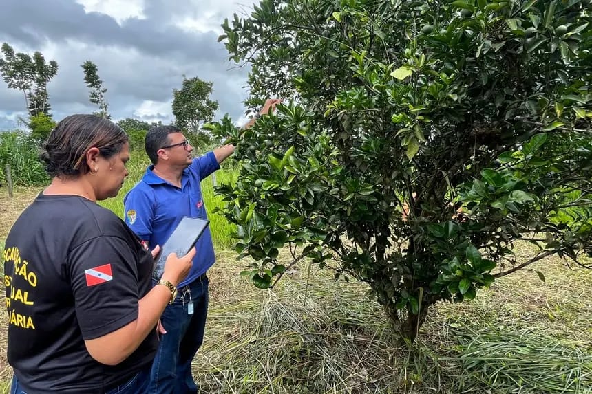 Tecnologia ajuda na luta contra a mosca-da-carambola no Pará